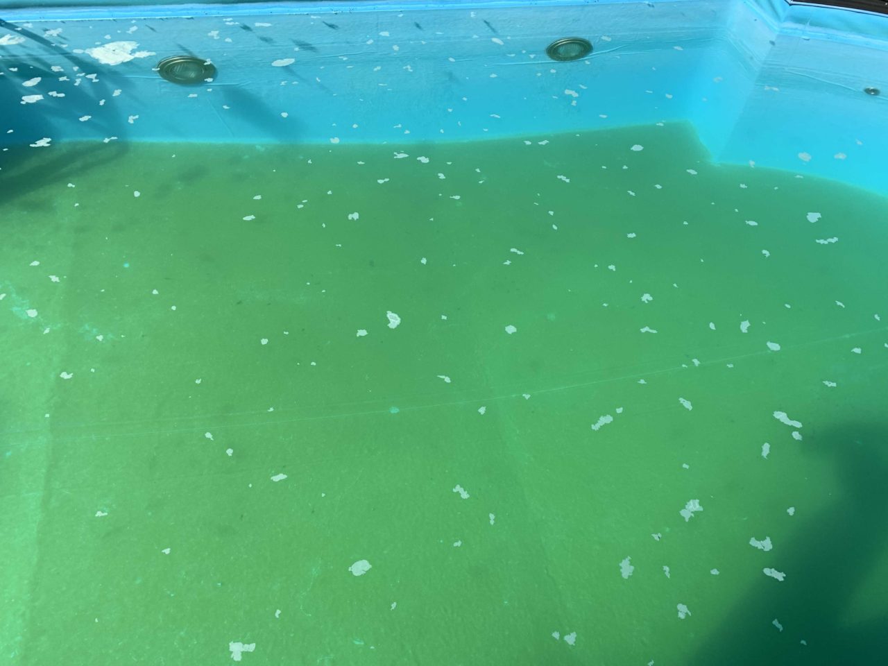 Осадок зелени в бассейне
